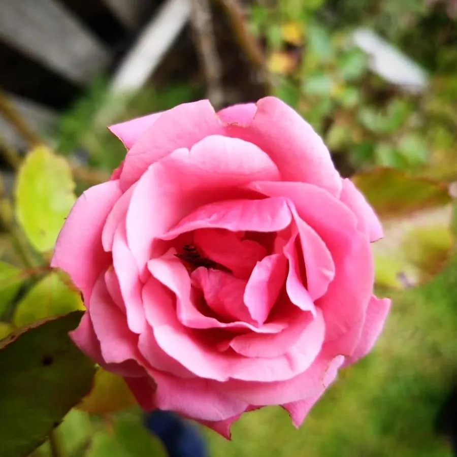 Bed & Breakfast Burton Grange Farmhouse Bed And Breakfast Boroughbridge